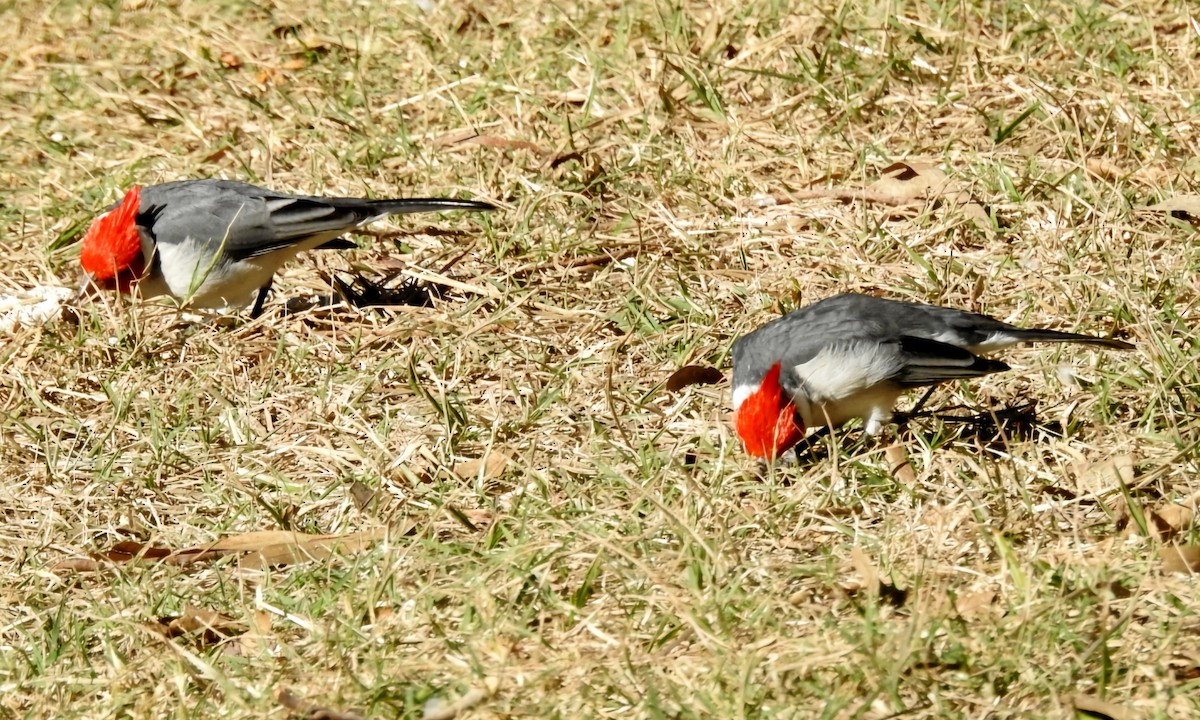 Red-crested Cardinal - ML620586515