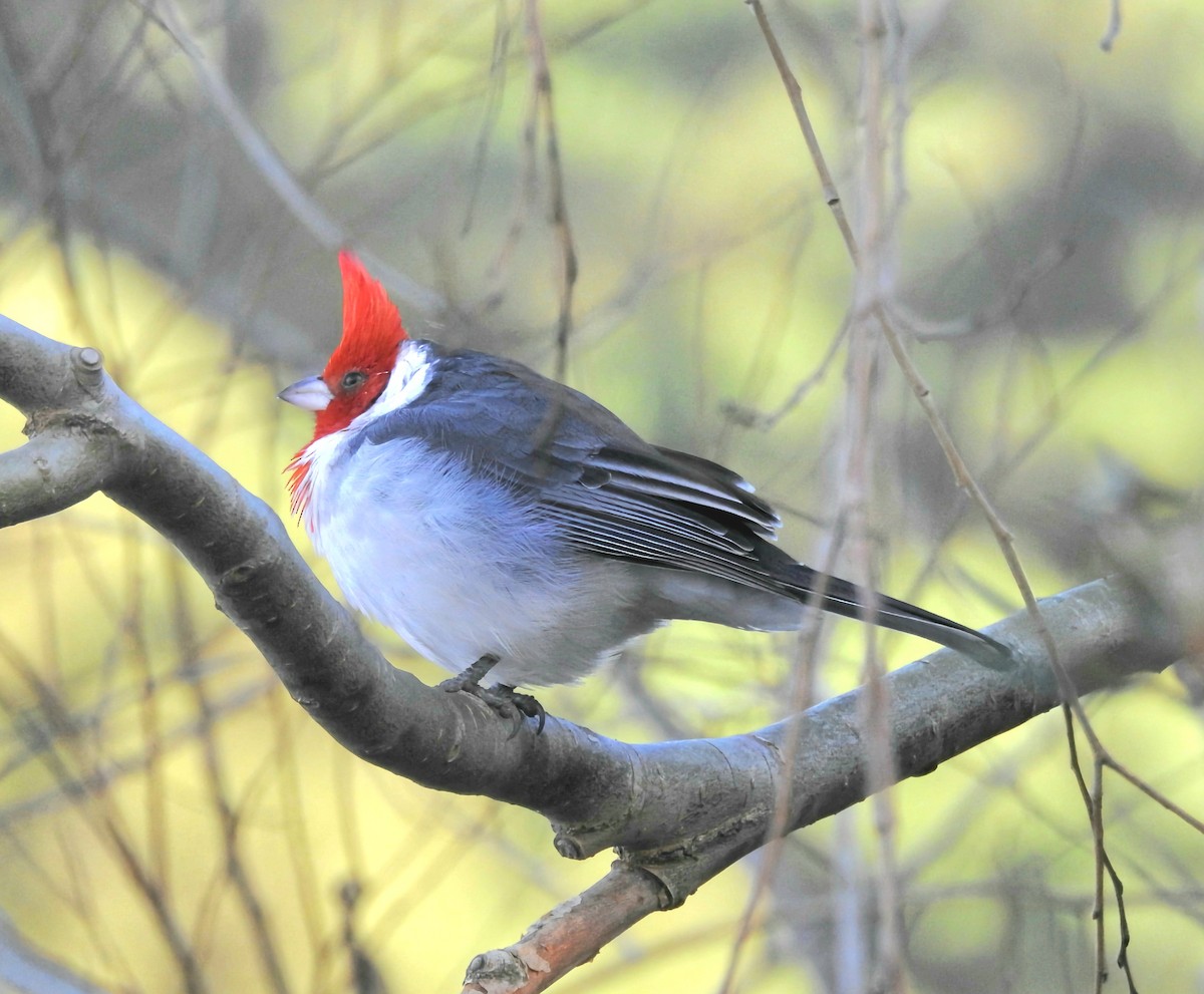 Red-crested Cardinal - ML620586516