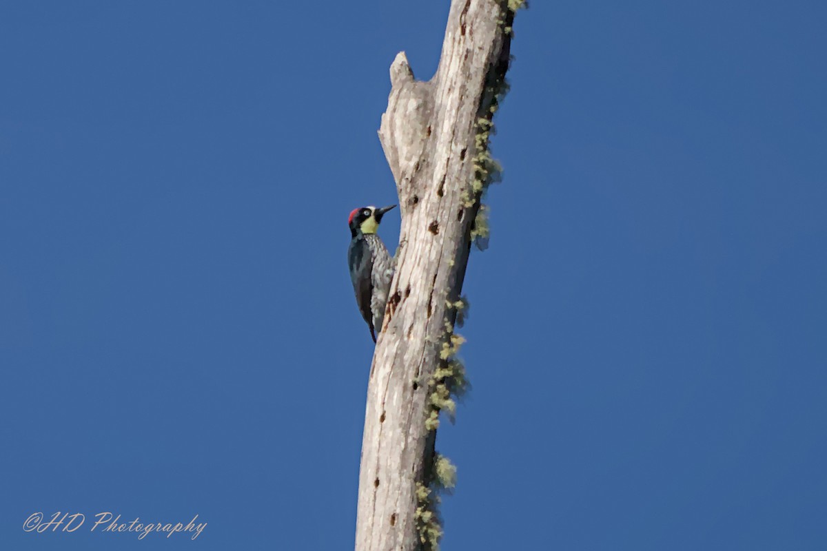Acorn Woodpecker - ML620586518