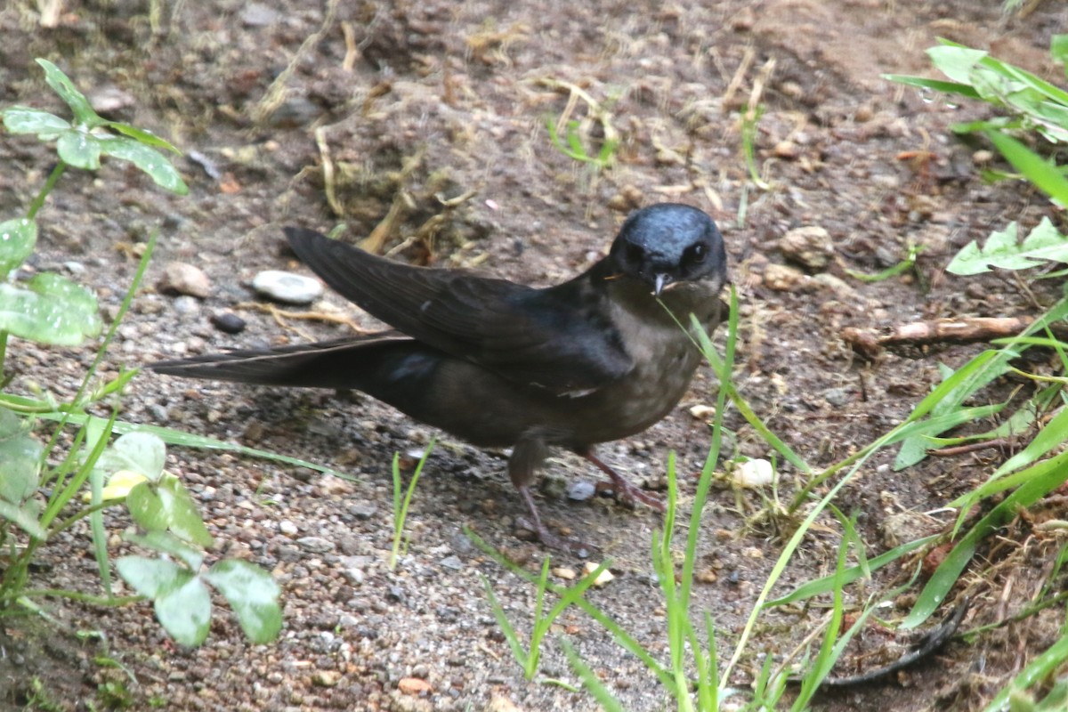 Brown-bellied Swallow - ML620586532