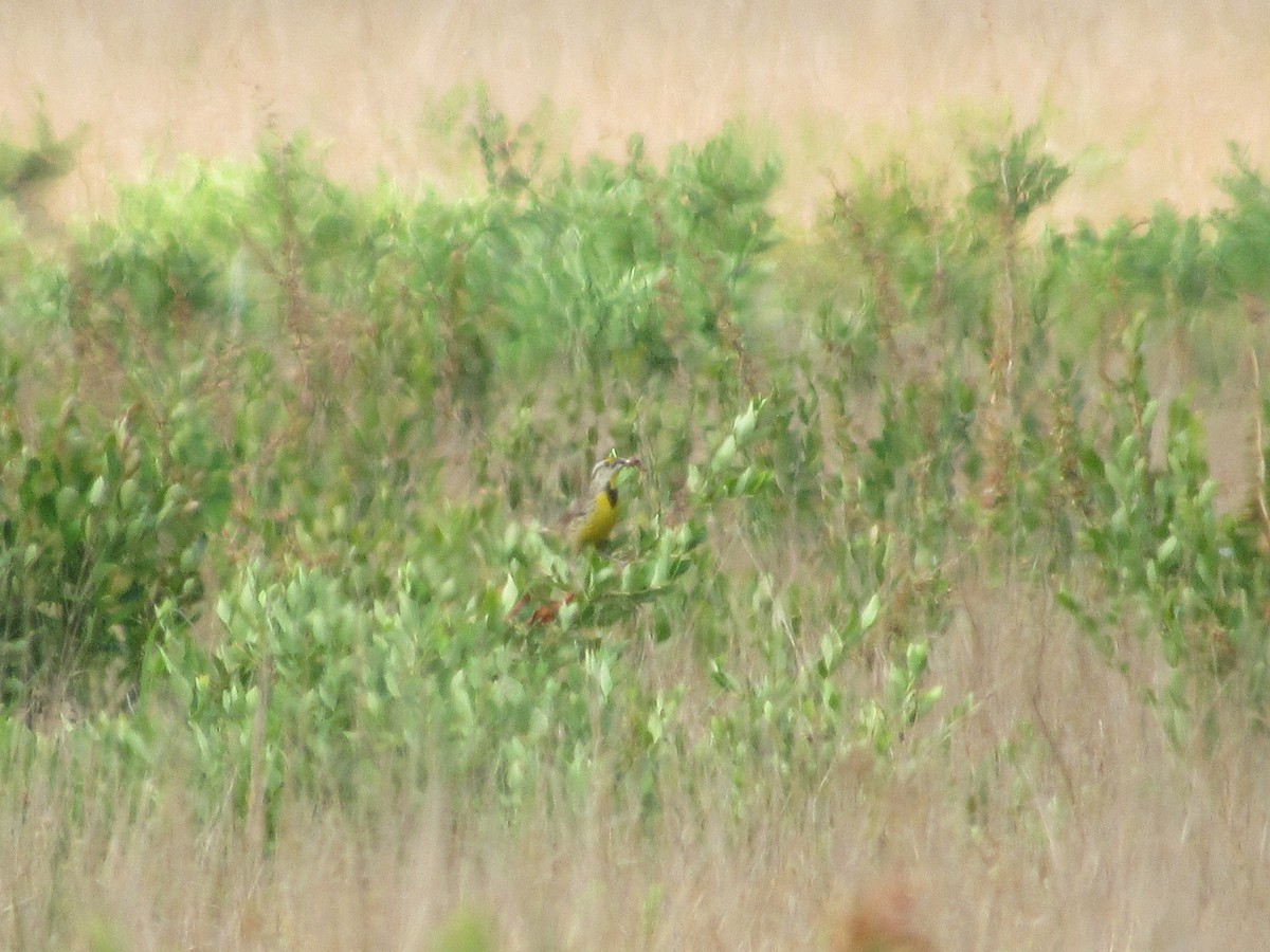 Eastern Meadowlark - ML620586535