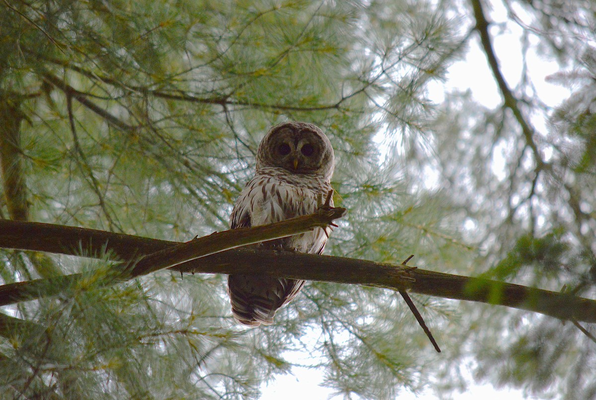 Barred Owl - Mandi Roggie