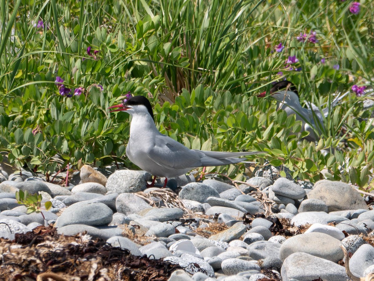 Arctic Tern - ML620586547