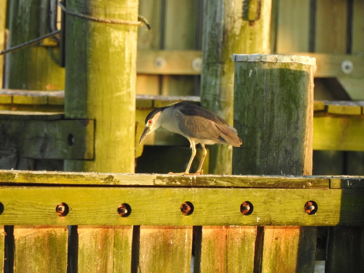 Black-crowned Night Heron - ML620586551