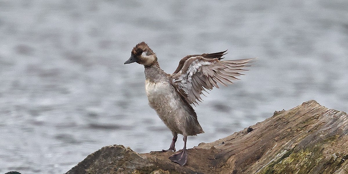 tanımsız ördek (Anatinae sp.) - ML620586556