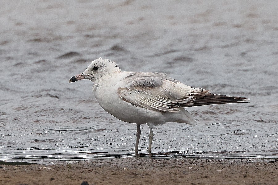 Ring-billed Gull - ML620586563