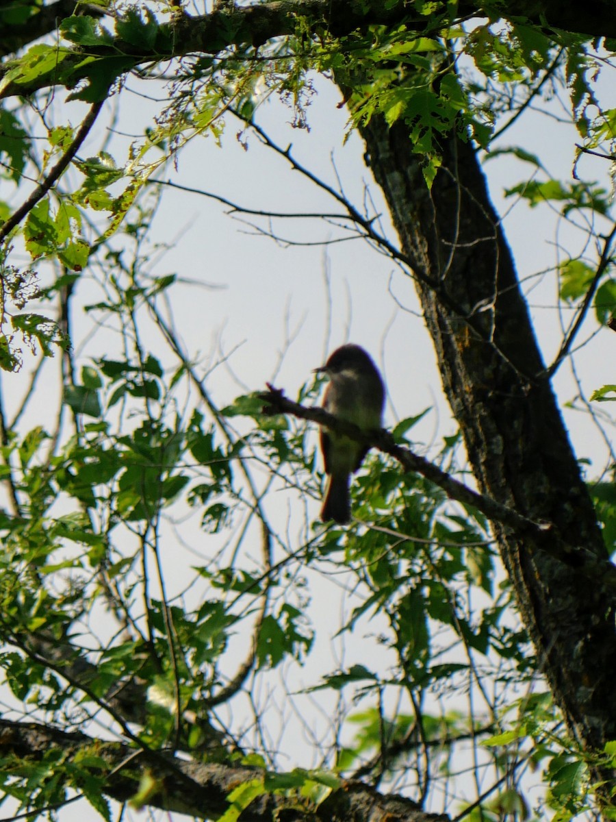 Eastern Phoebe - ML620586566