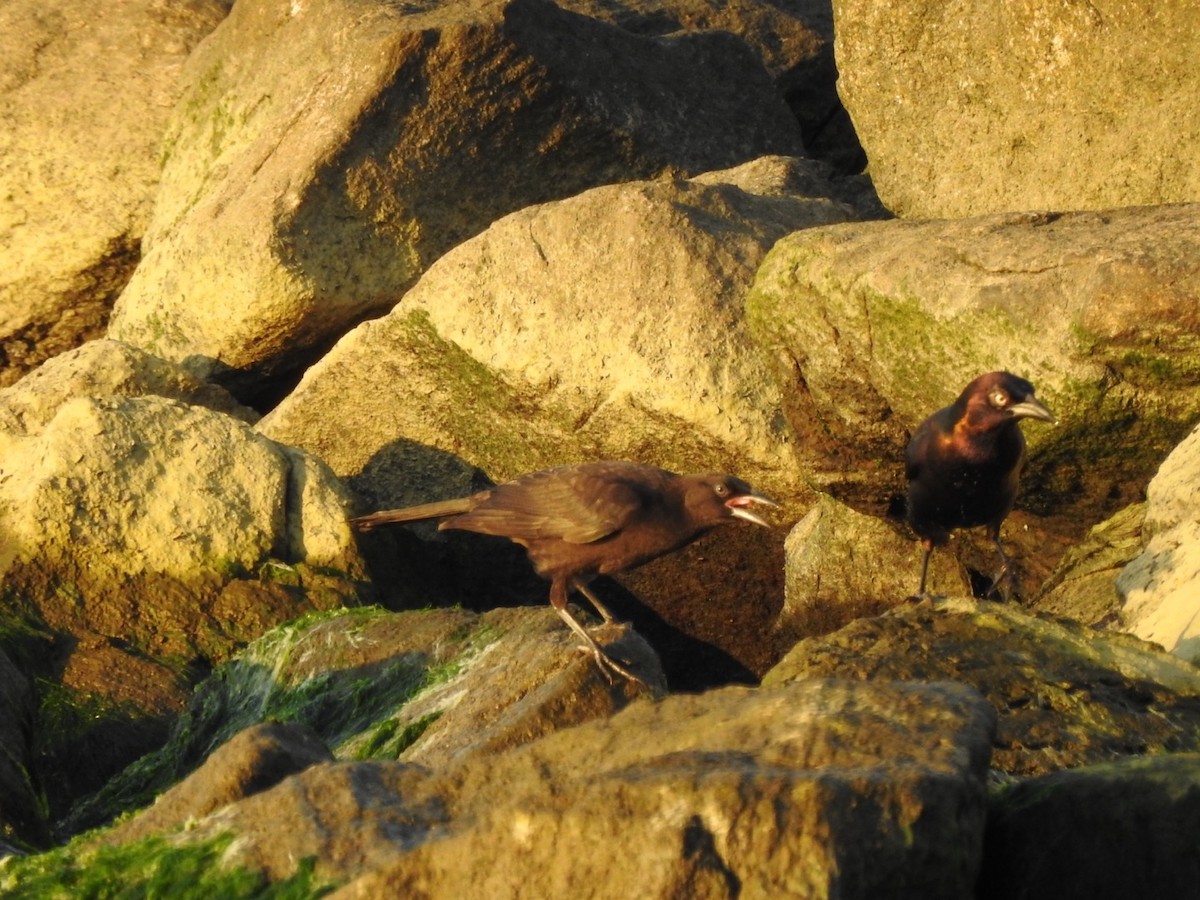 Common Grackle - ML620586572