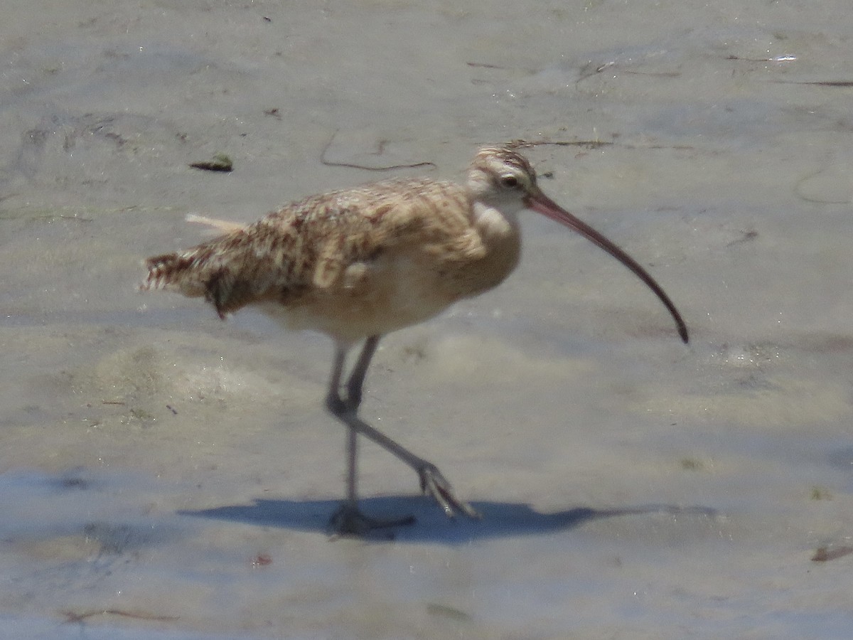 Long-billed Curlew - ML620586581