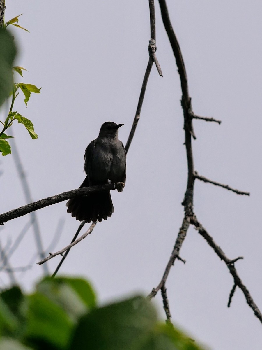 Gray Catbird - ML620586582