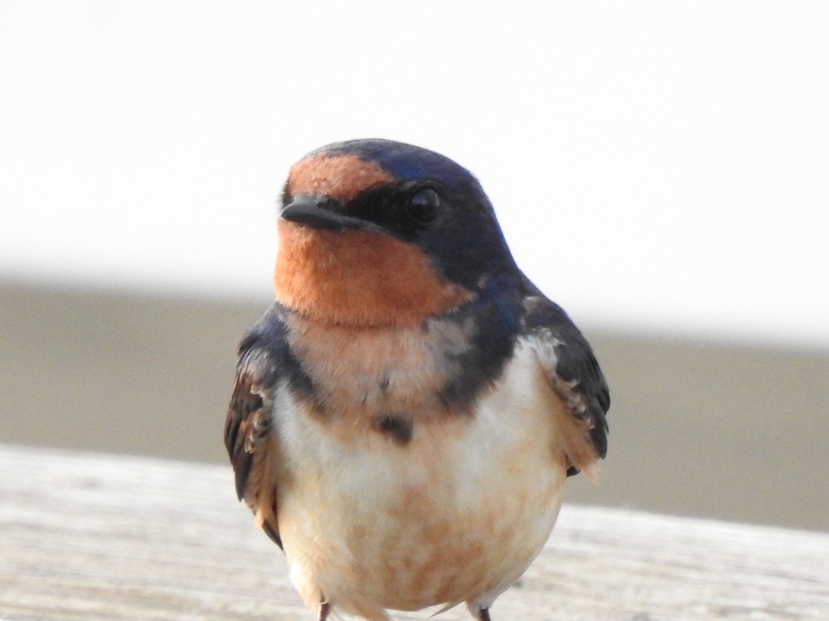 Barn Swallow (American) - ML620586588
