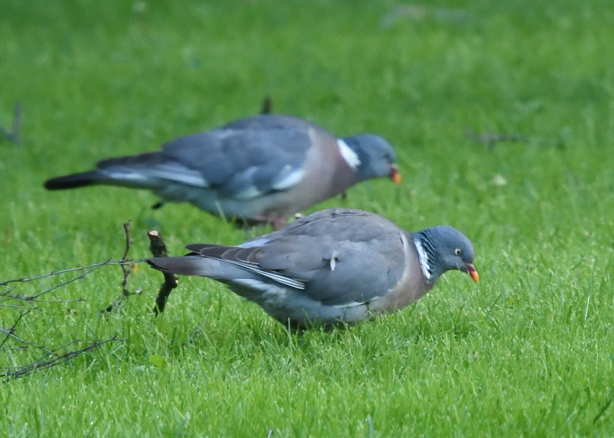 Common Wood-Pigeon - ML620586590