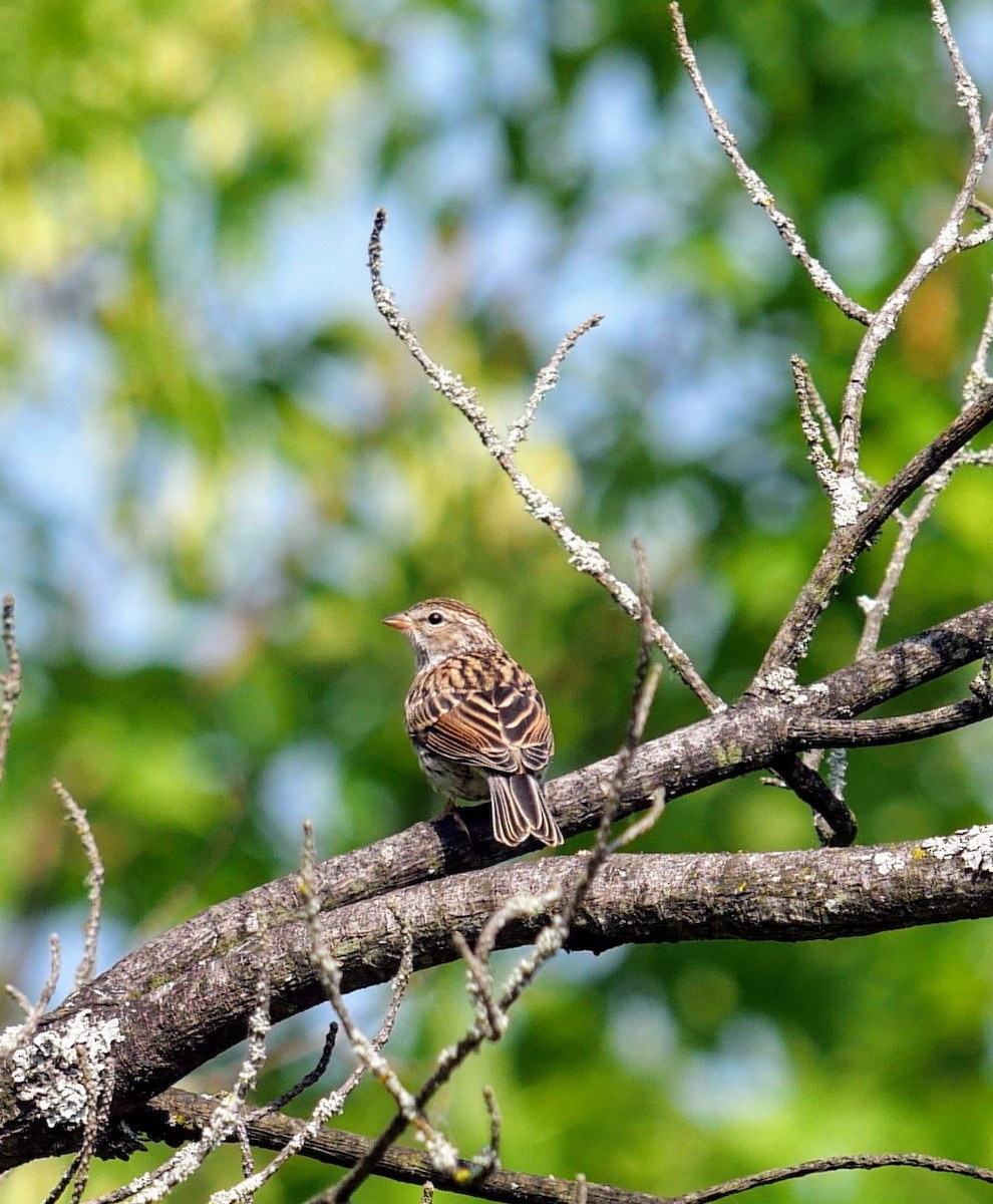 Chipping Sparrow - ML620586591