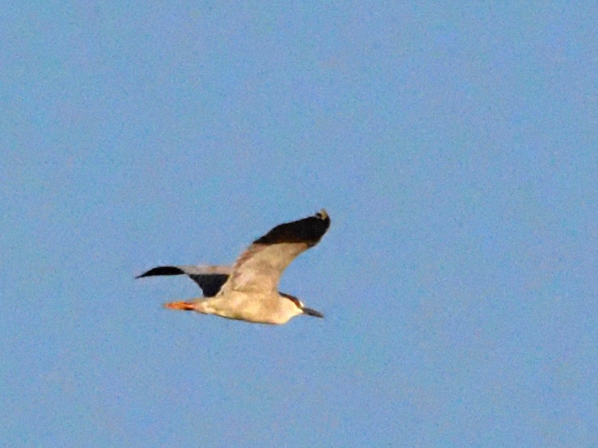 Black-crowned Night Heron - ML620586598