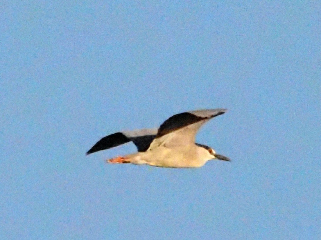 Black-crowned Night Heron - ML620586599