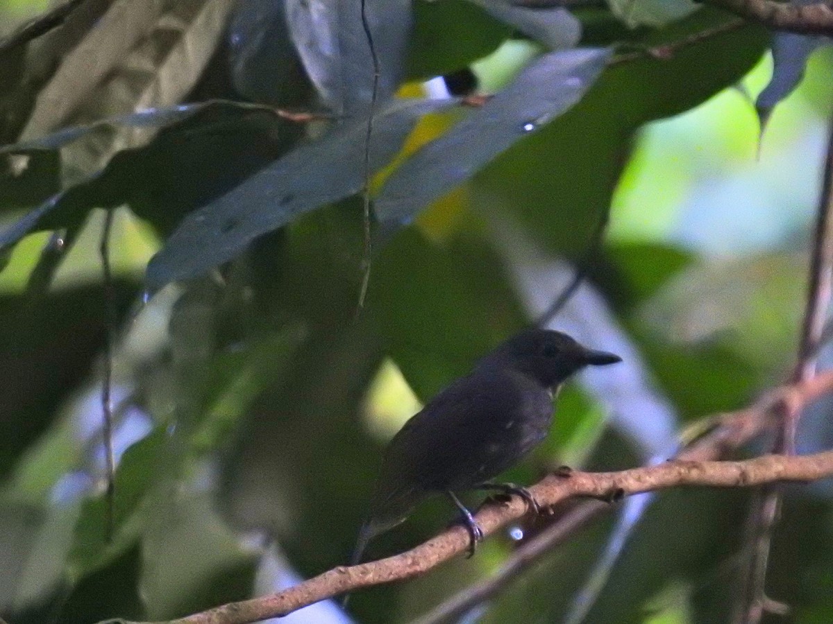 Batará Saturnino - ML620586601