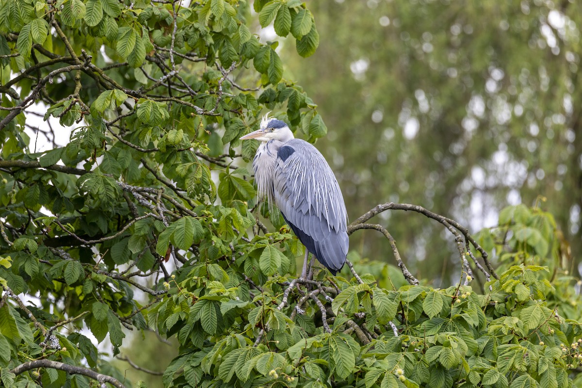 Gray Heron - ML620586605