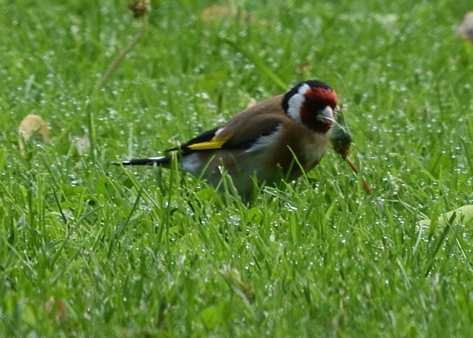 European Goldfinch - ML620586606