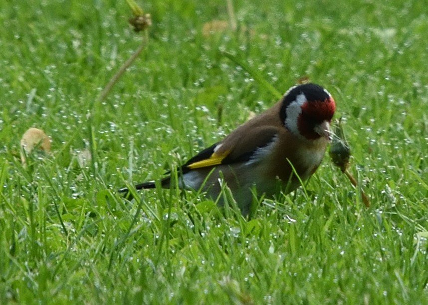 Chardonneret élégant - ML620586607