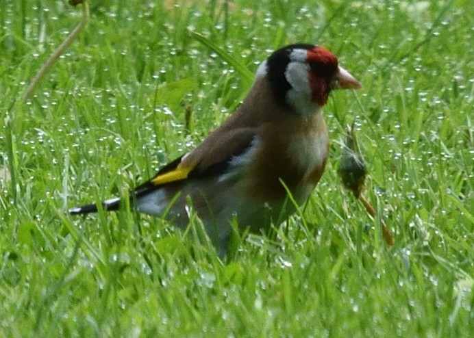 Chardonneret élégant - ML620586608