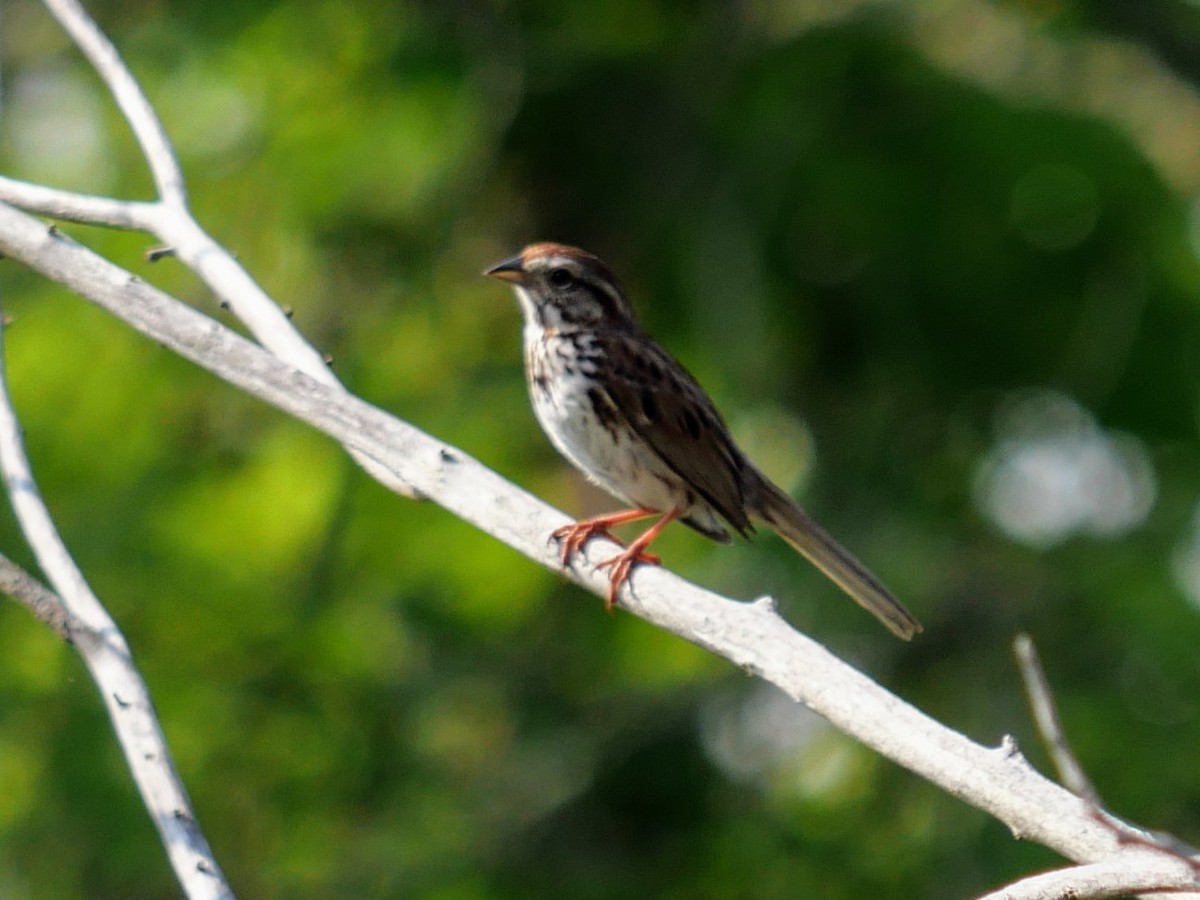 Song Sparrow - ML620586614