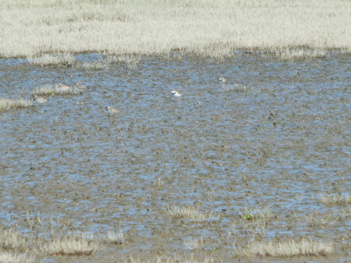 Semipalmated Plover - ML620586619