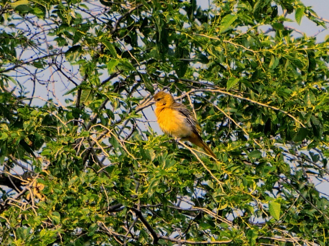 Baltimore Oriole - ML620586621