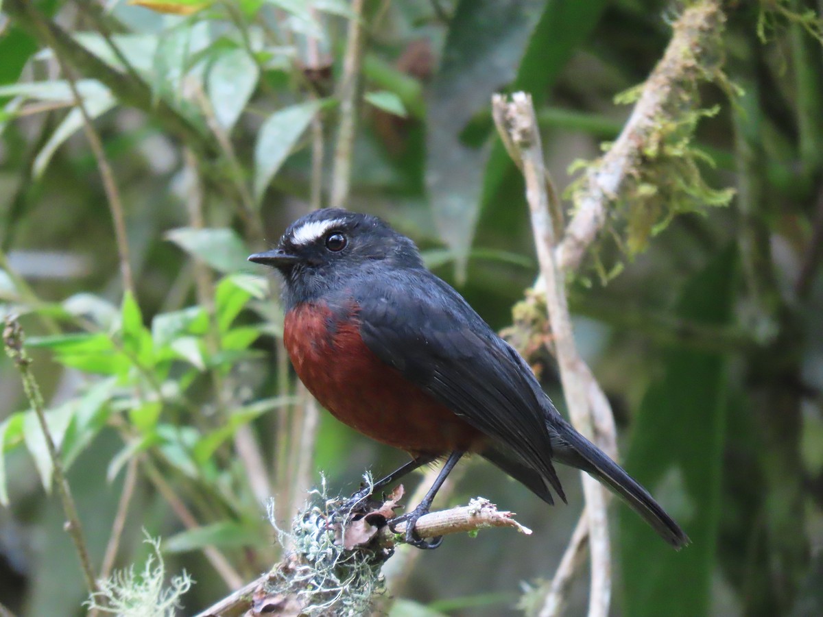 Chestnut-bellied Chat-Tyrant - ML620586623