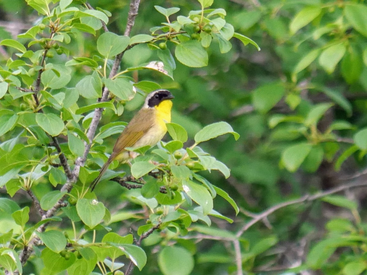 Common Yellowthroat - ML620586624