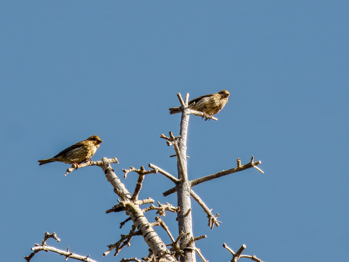 Cassin's Finch - ML620586626