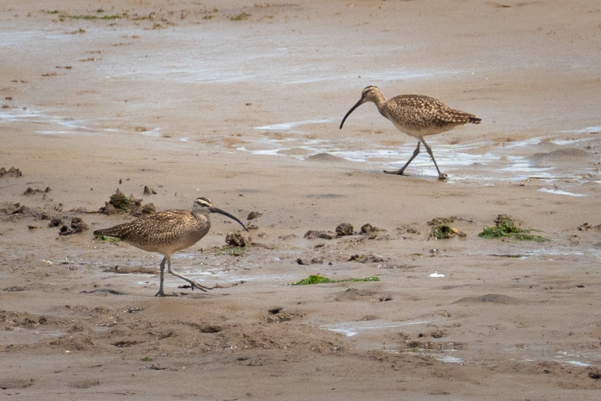 Whimbrel - ML620586632