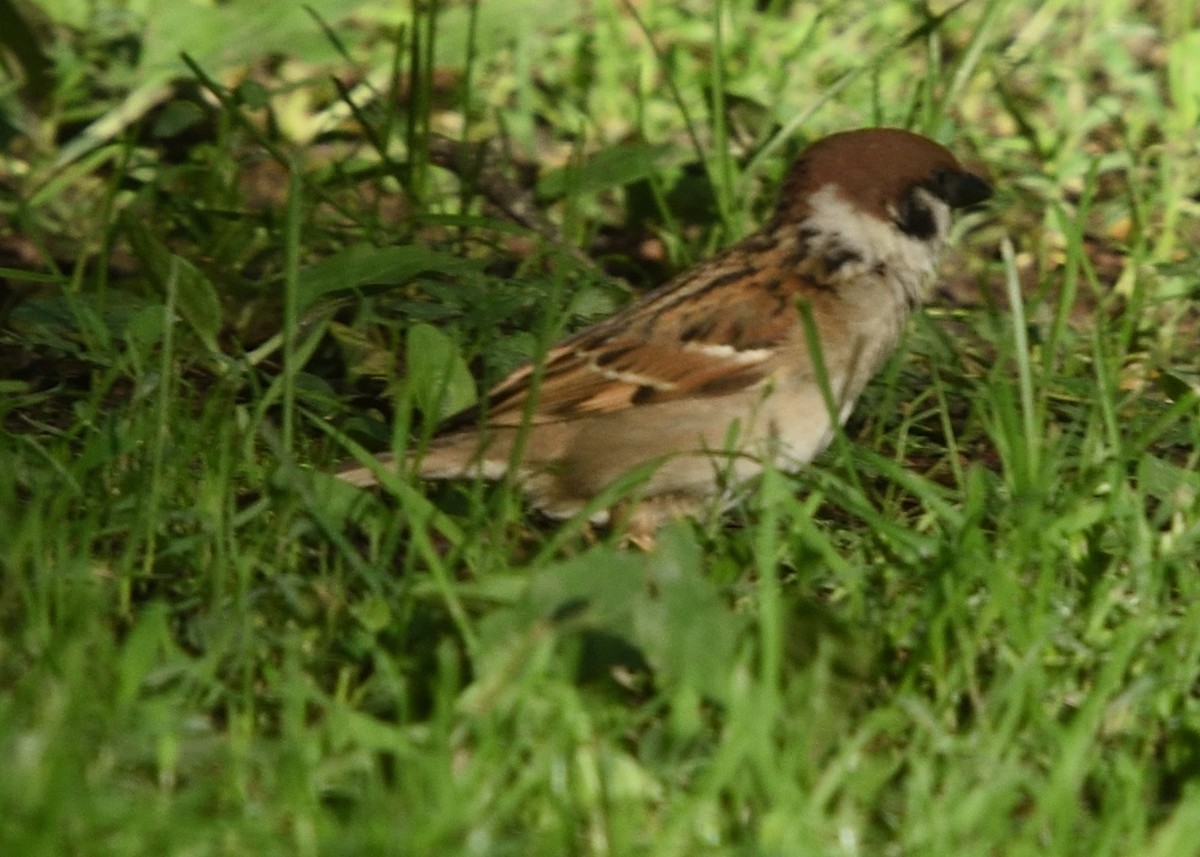 Eurasian Tree Sparrow - ML620586633