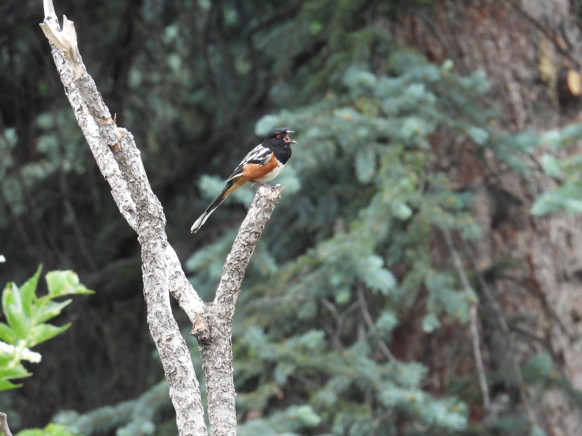 Spotted Towhee - ML620586634