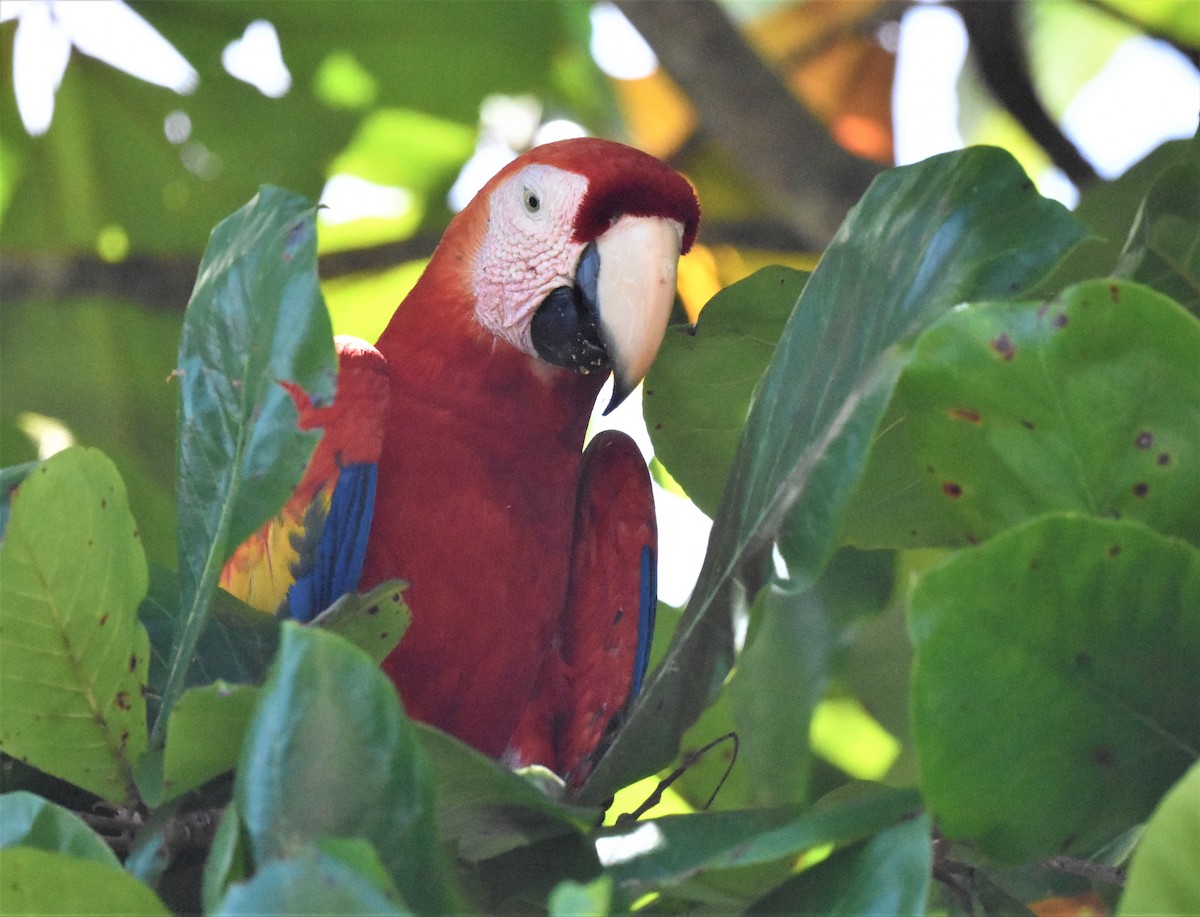 Scarlet Macaw - ML620586641