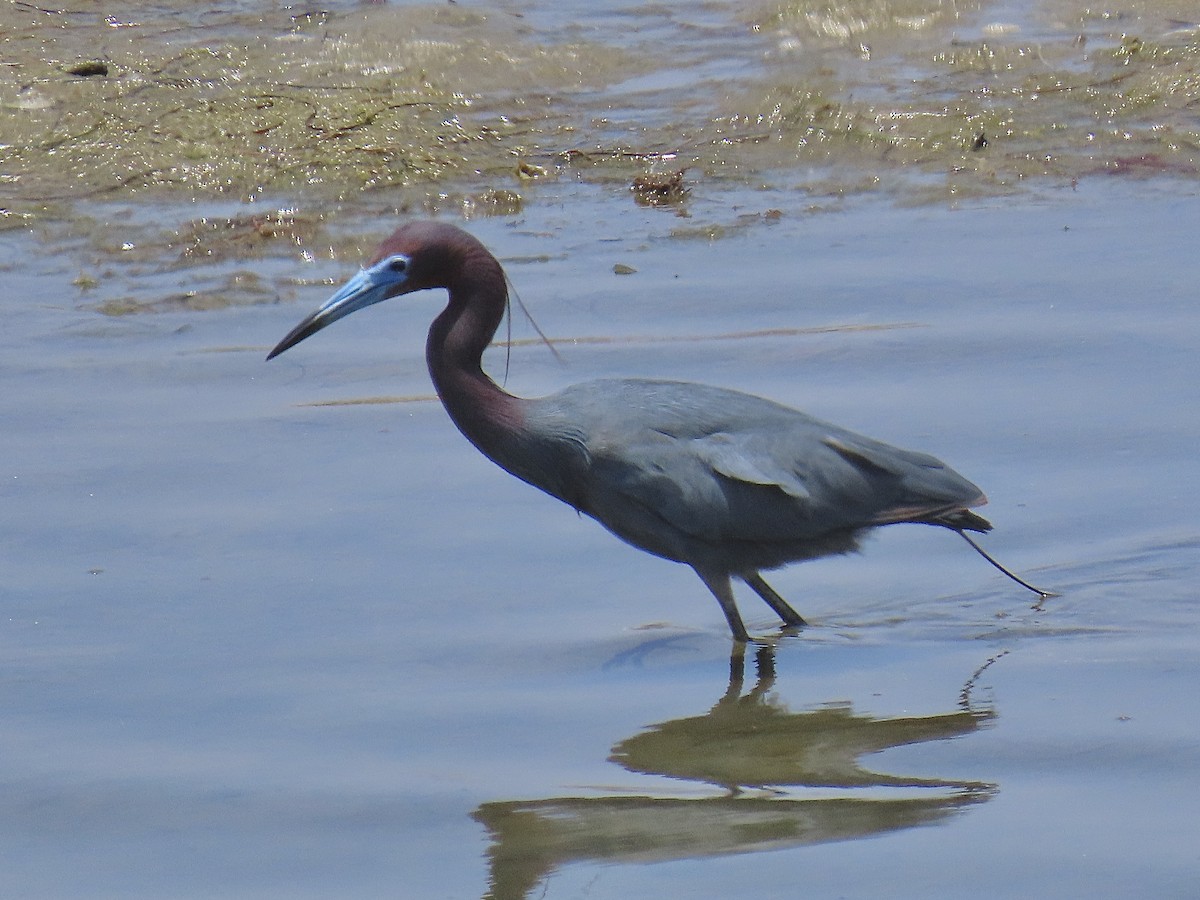 Little Blue Heron - ML620586646