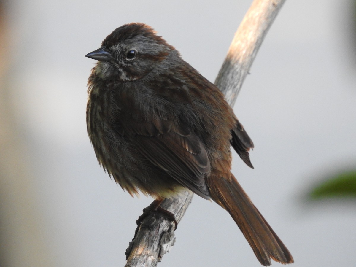 Song Sparrow - ML620586648