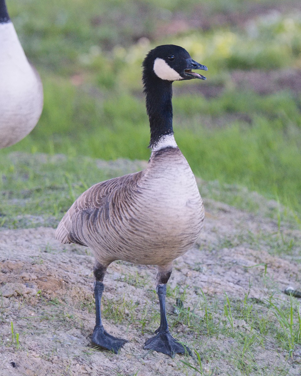 Cackling Goose (Aleutian) - ML620586649