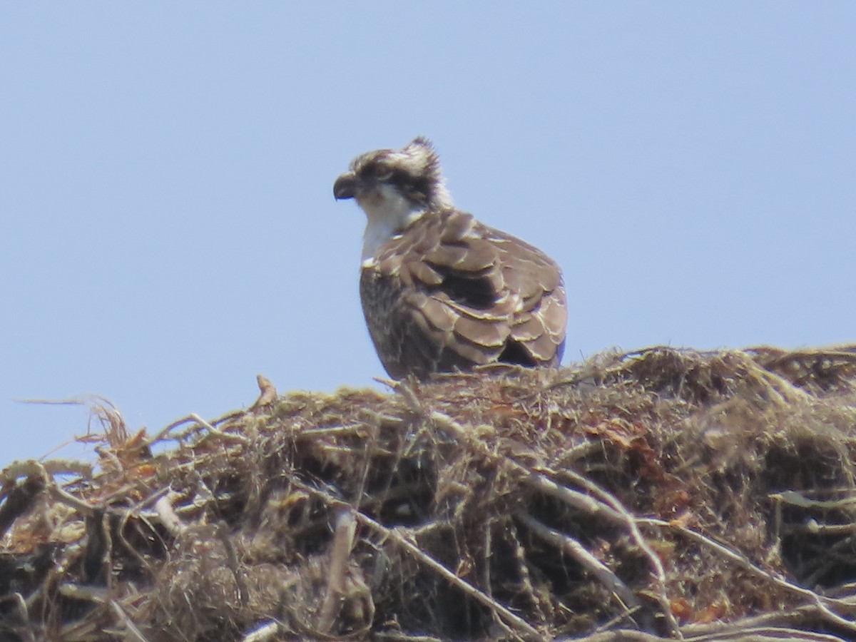 Águila Pescadora - ML620586651