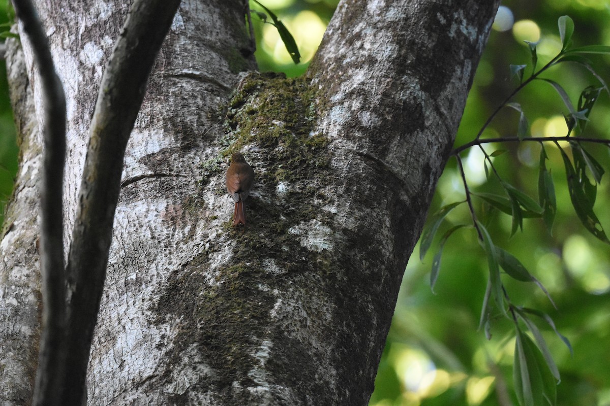 Cocoa Woodcreeper - ML620586657