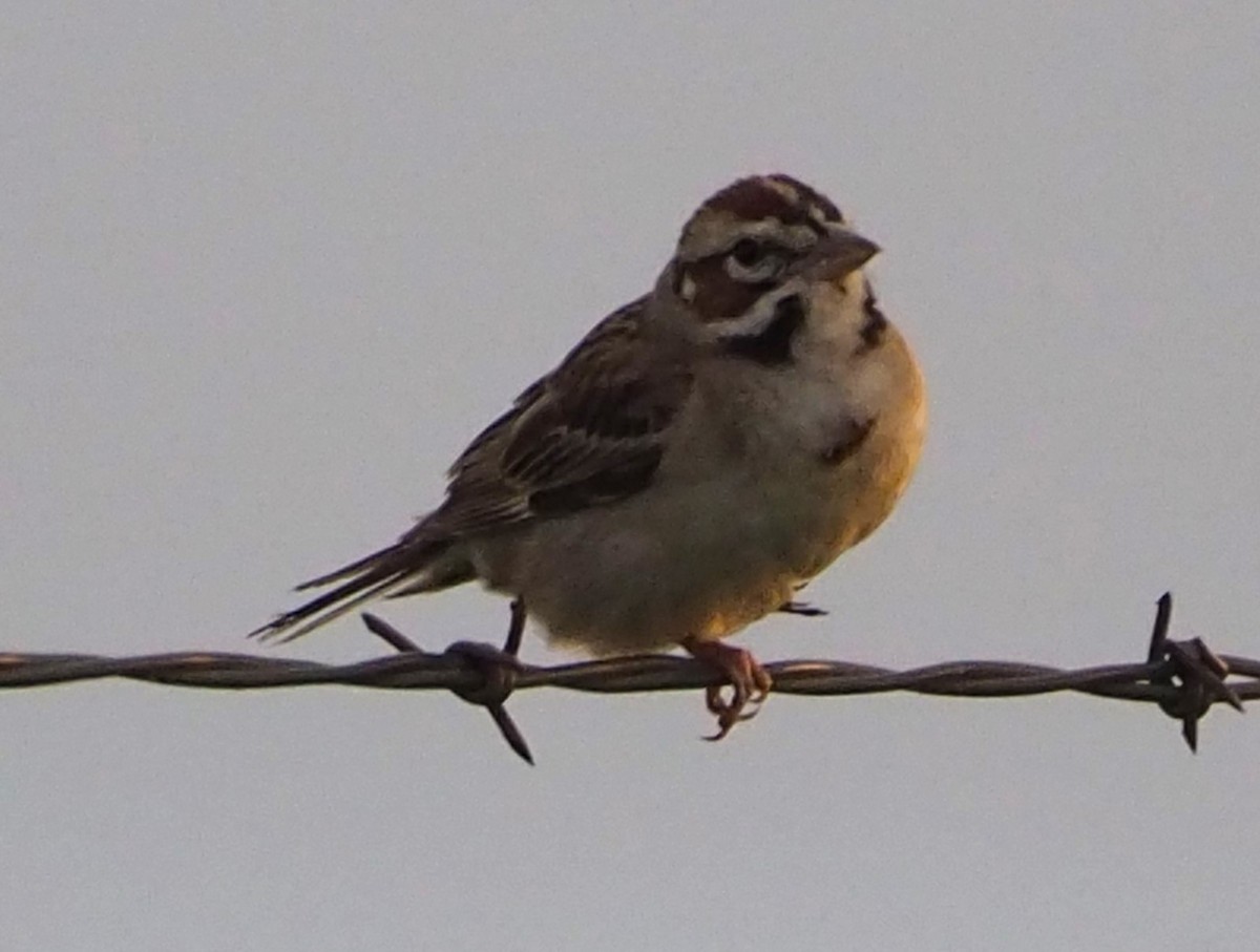 Lark Sparrow - ML620586662