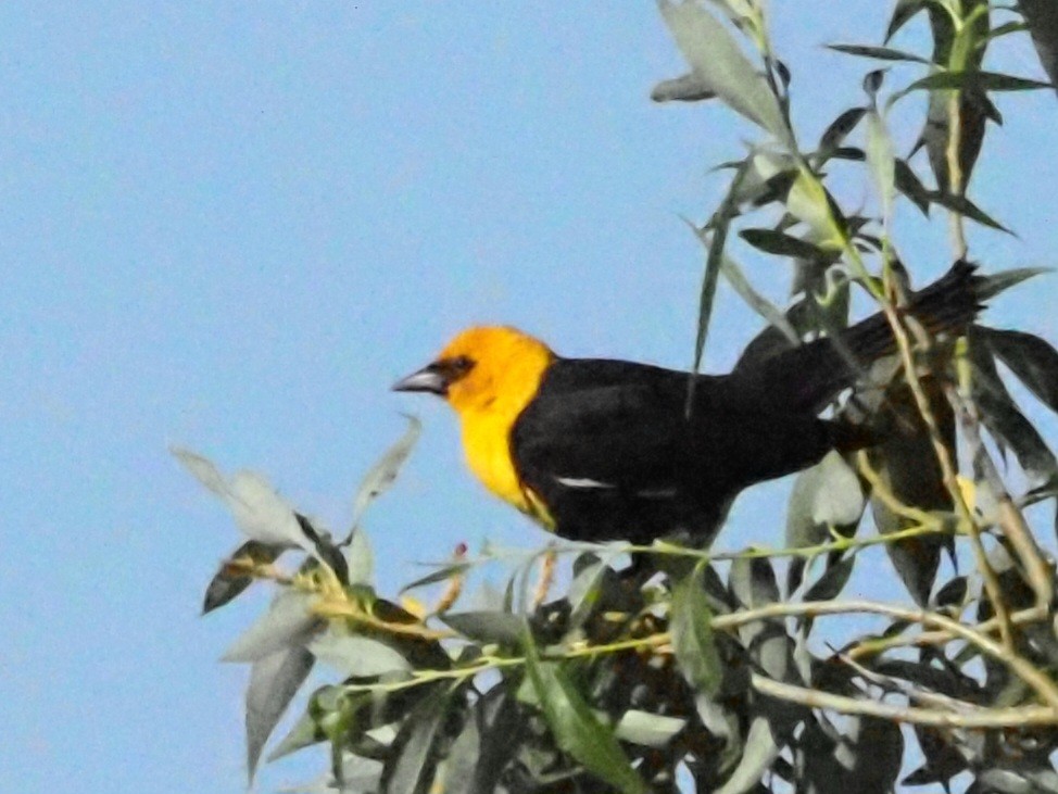 Yellow-headed Blackbird - ML620586663
