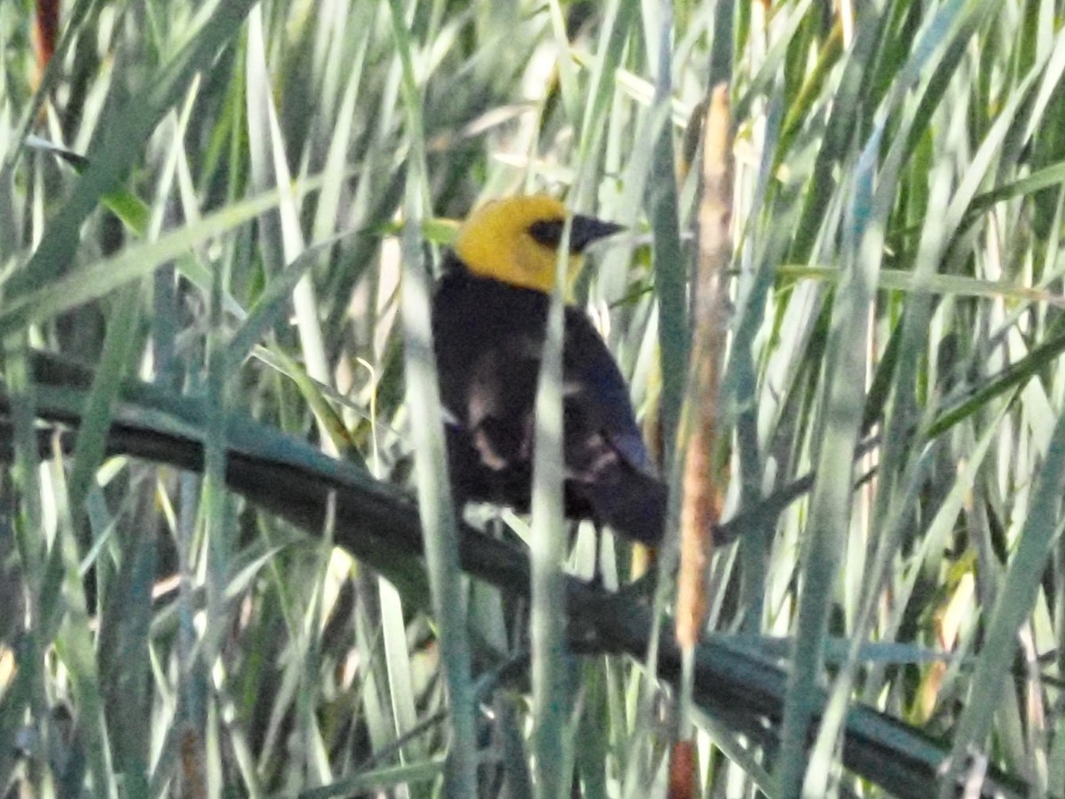 Yellow-headed Blackbird - ML620586665