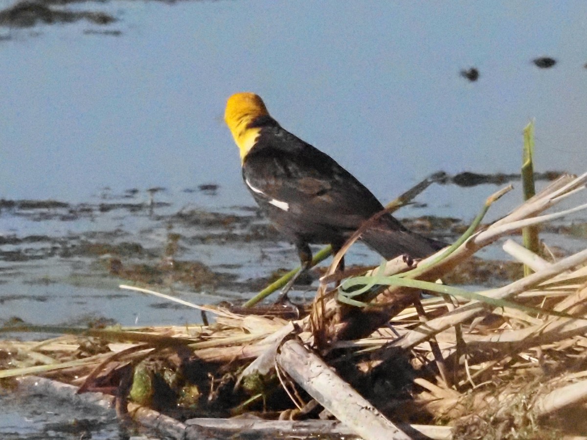 Yellow-headed Blackbird - ML620586667