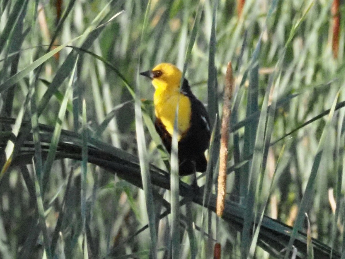 Yellow-headed Blackbird - ML620586668