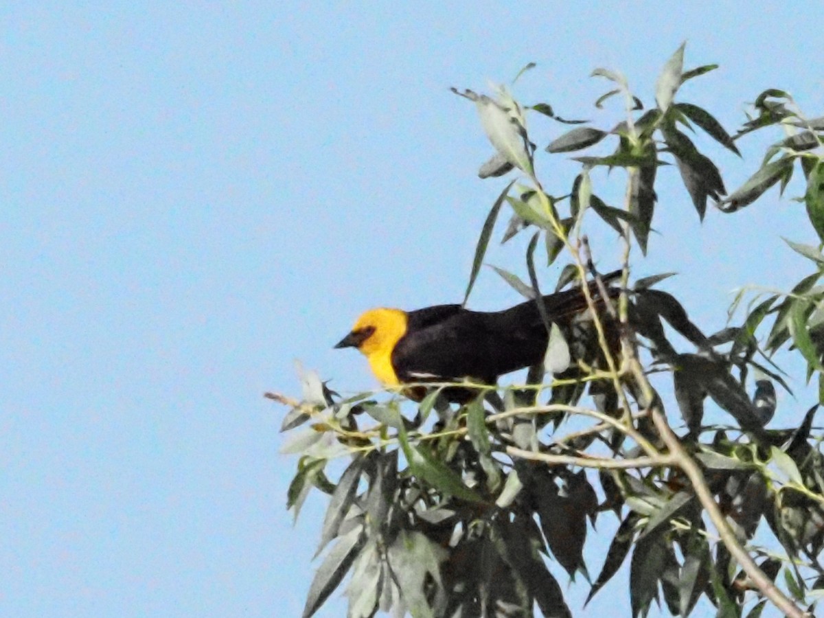 Yellow-headed Blackbird - ML620586669