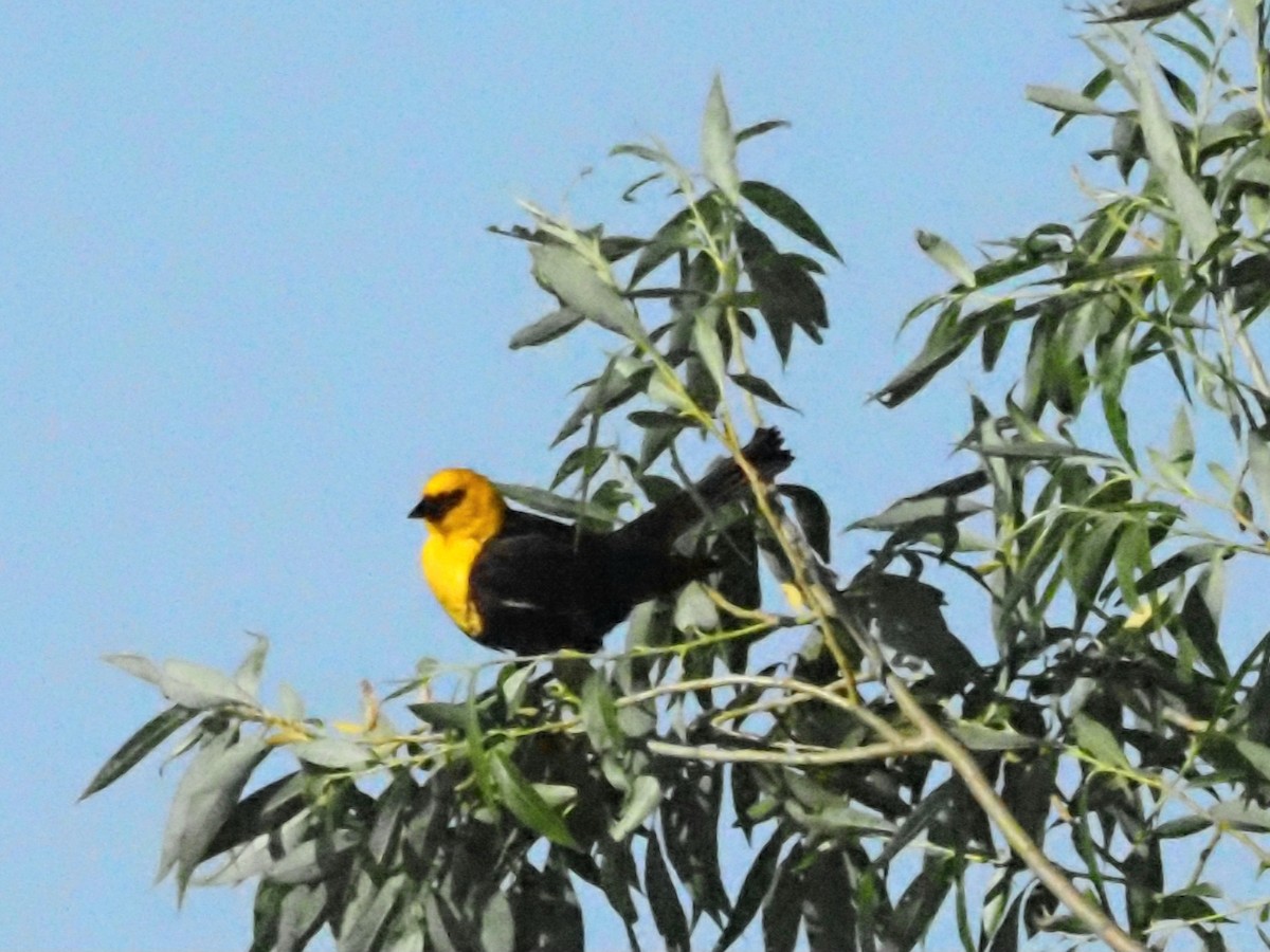 Yellow-headed Blackbird - ML620586670