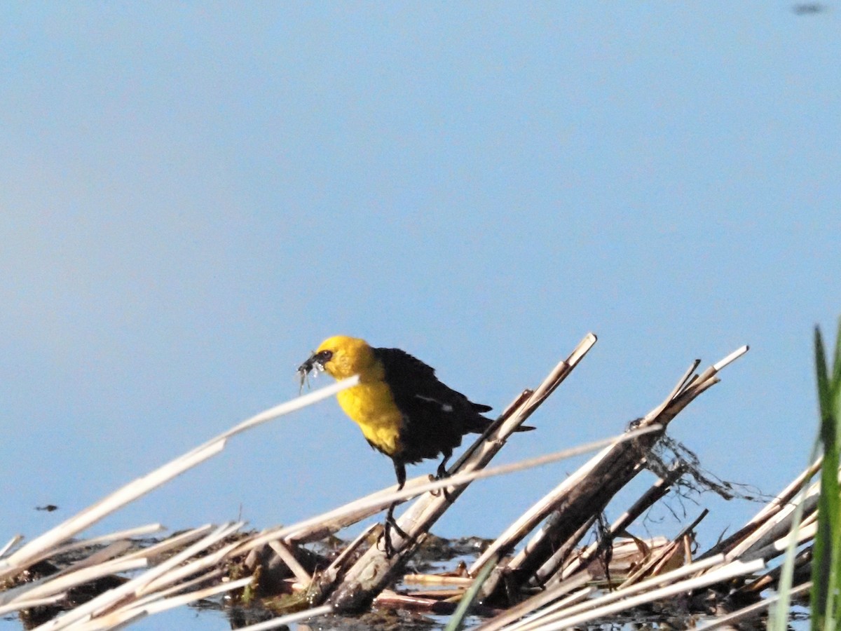 Yellow-headed Blackbird - ML620586671
