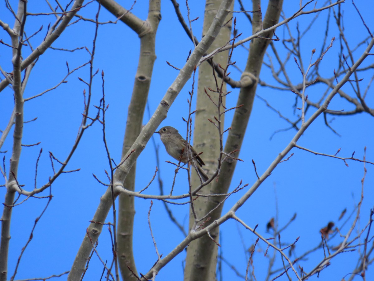 Ruby-crowned Kinglet - ML620586676