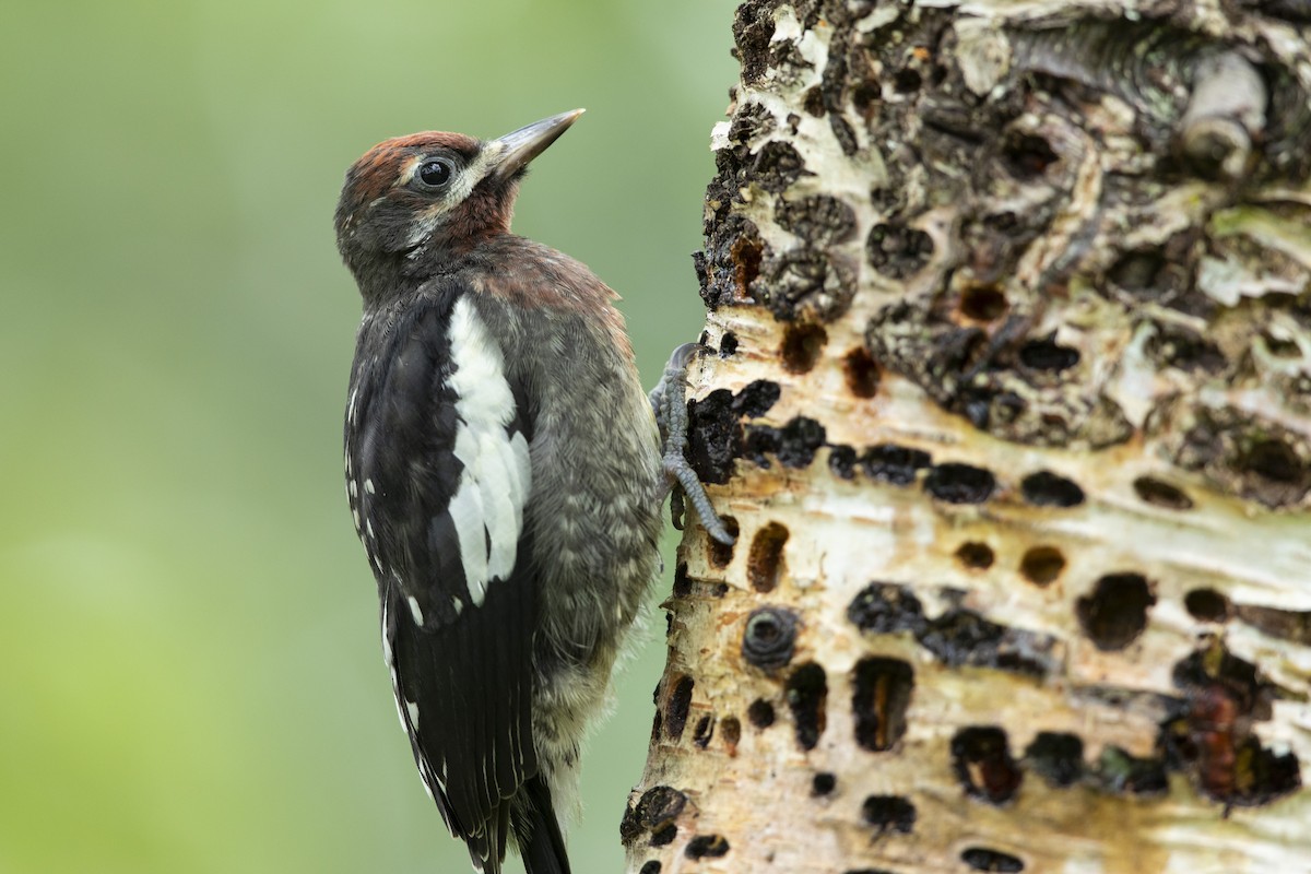 Red-breasted Sapsucker - John Troth