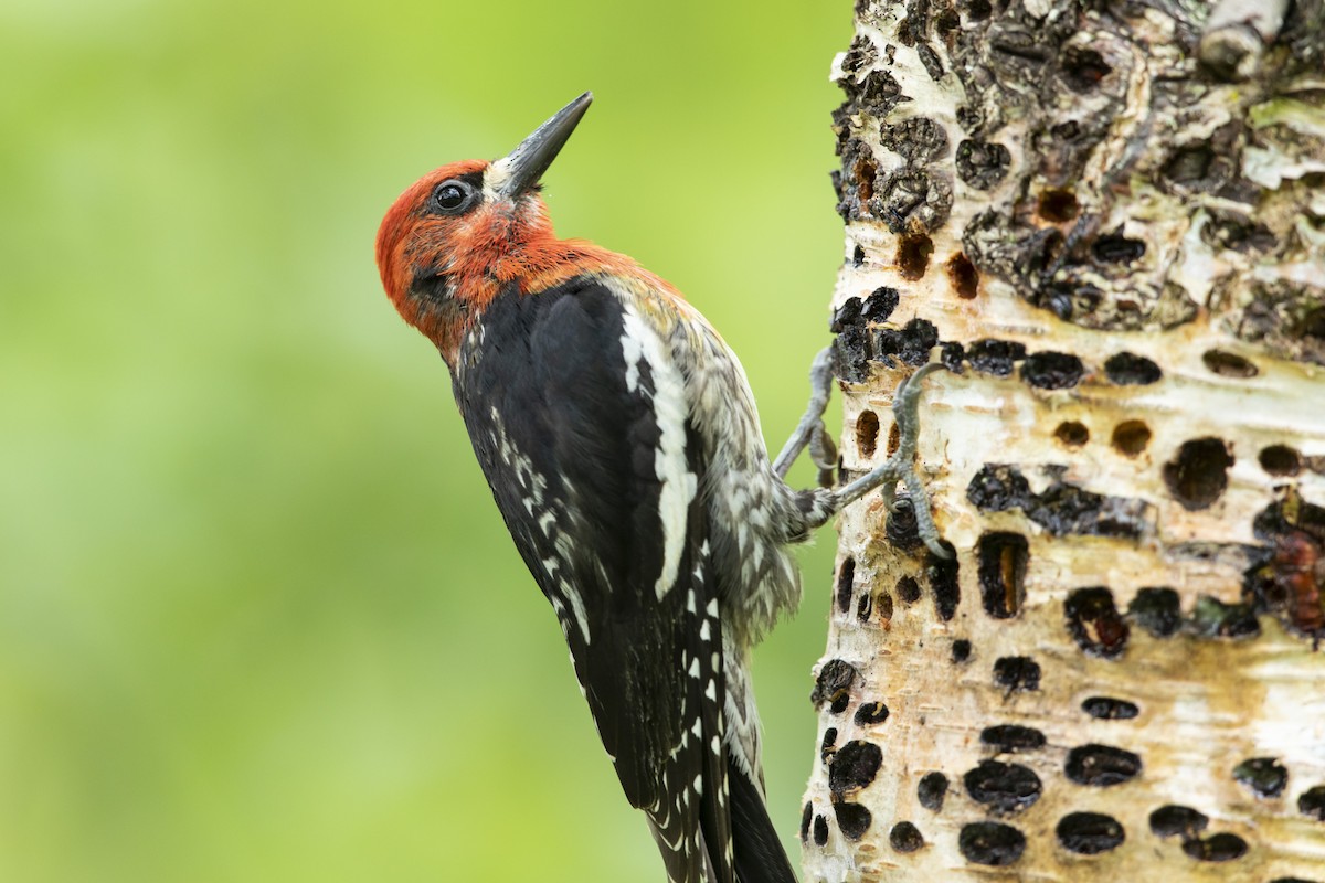 Red-breasted Sapsucker - ML620586678